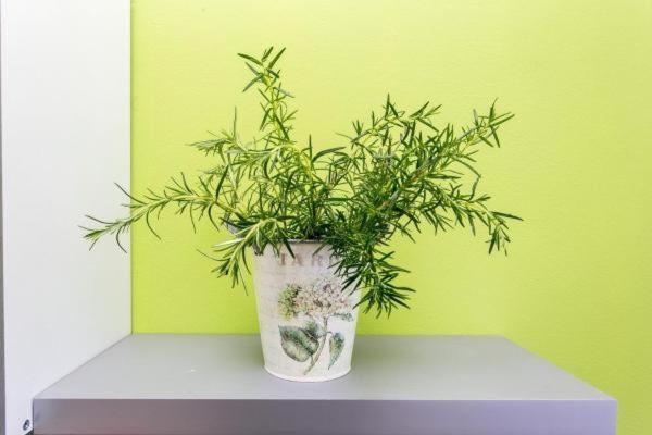 Guest House Busurelo Polače 部屋 写真